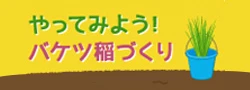 やってみよう！バケツ稲づくり